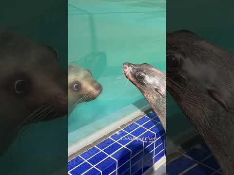 ミナミアフリカオットセイ「サン」のお散歩🚶‍♀️‍➡️🤎　鳥羽水族館 animals aquarium ミナミアフリカ…