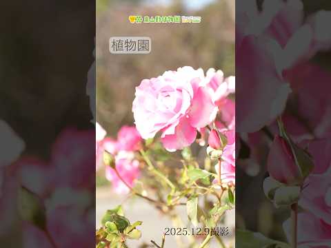 話題の冬景色！東山動植物園で楽しむ12月の花畑