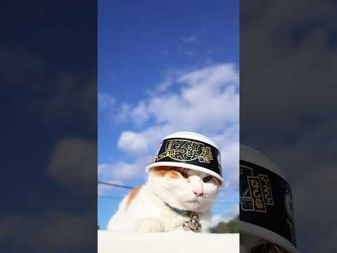 日清のBLACKどん兵衛 黒きつねうどん 粗挽き黒胡椒と濃厚黒醤油スープ　260117　　のせ猫　 cat cute… サムネイル