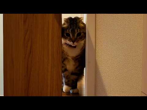 猫たちの「引き戸こじあけ選手権」で隠れた頭脳派が誰かわかっちゃったでごわす🤣🤣🤣🤣 サムネイル