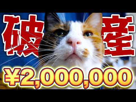 【破産】猫のガン治療にかかった金額がヤバすぎました…。