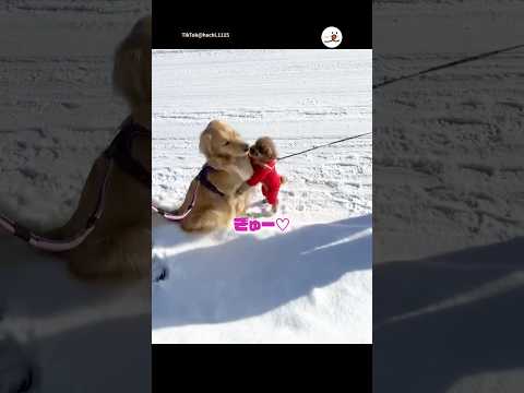 小型犬の友達が来ると優しく待ってくれて☺️｜PECO サムネイル