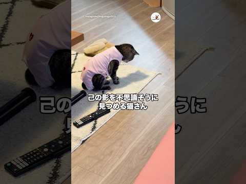 己の影を不思議そうに見つめる猫さん｜PECO サムネイル
