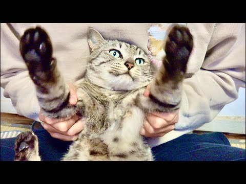 99%が5分で目覚める　猫×水の音ASMR Deep Relax ASMR｜Cat Purring & Wooden… サムネイル