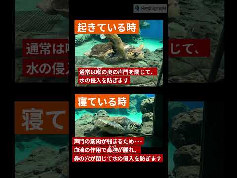ウミガメの鼻の穴は水中で閉じる？！ 名古屋港水族館 shorts サムネイル