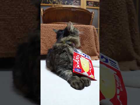 純喫茶グミ　ミックスジュース味　260201　のせ猫　 cat cute ねこ　 猫のいる暮らし　 ネコ　 cutec… サムネイル