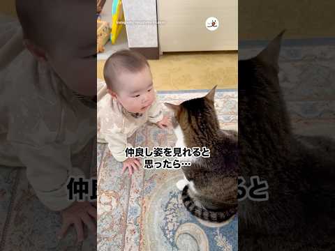 仲良し姿を見れると思ったら…｜PECO サムネイル