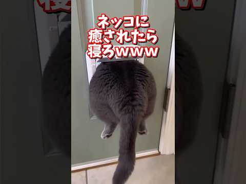 ネッコの動画で癒されたら寝ろｗｗｗ　2ch  動物  猫 癒やし ねこ動画 サムネイル