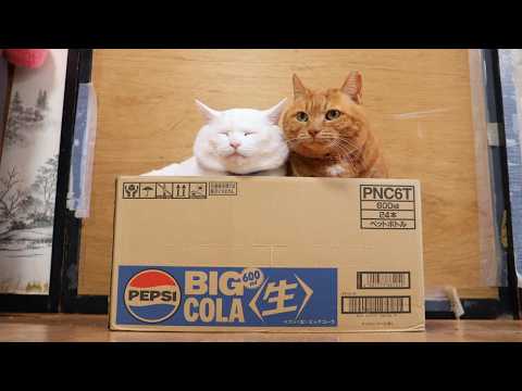 ペプシ〈生〉BIG COLA の箱と猫　 box and cat　260220 サムネイル