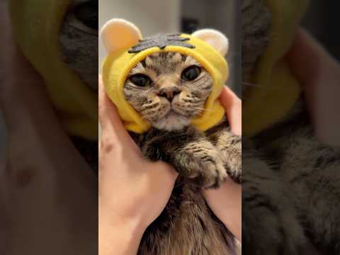 可愛すぎる姫ﾁｮﾘﾝとハッピーな飼主たちwww cat 猫