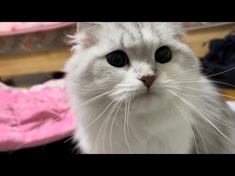 めるちゃん妊娠6週目【スコティッシュフォールド】 サムネイル