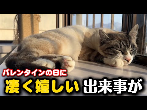 野良猫からバレンタインのプレゼントをもらいました サムネイル