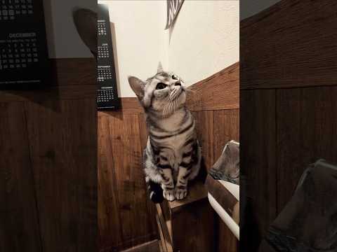 アメショーのラッテ アメショ アメリカンショートヘア 猫と暮らす家猫との暮らし猫 サムネイル