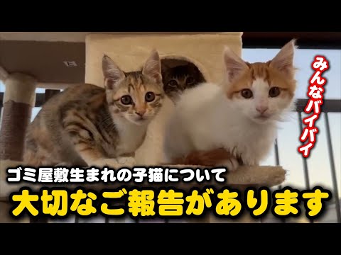 ゴミ屋敷生まれの子猫について嬉しいご報告があります サムネイル