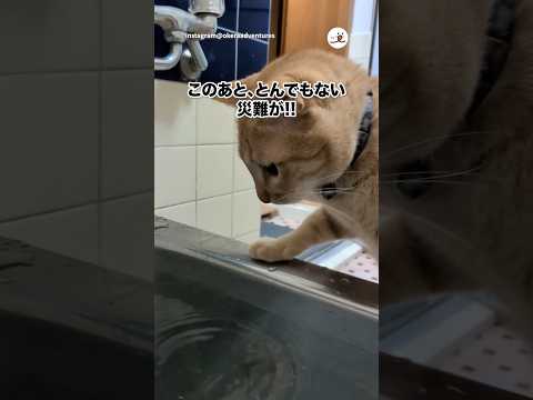お風呂覗きネコの災難｜PECO サムネイル