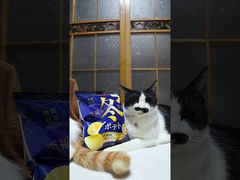 冬ポテト 北海道産ほたてとバター味　260105　のせ猫　 cat cute ねこ　 猫のいる暮らし　 ネコ　 猫のい… サムネイル