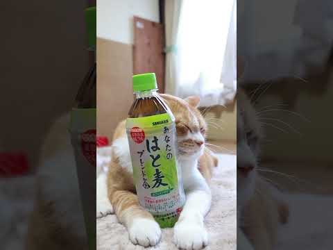 あなたのはと麦ブレンド茶　251222　#のせ猫　 #cat　 #ねこ　 #cute　 #猫のいる暮らし　 #ネコ… サムネイル