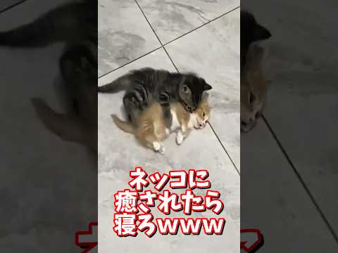 ネッコの動画で癒されたら寝ろｗｗｗ　2ch  動物  猫 癒やし ねこ動画 サムネイル