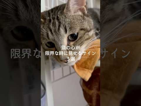 猫の心が限界な時に見せるサイン3選 猫 ねこ 猫のいる暮らし 保護猫 猫好きさんと繋がりたい 保護猫 雑学 豆知識 V… サムネイル