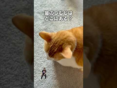 「猫のつむじはどこにある？」猫あるある|フルはApple Musicほか音楽アプリへ サムネイル