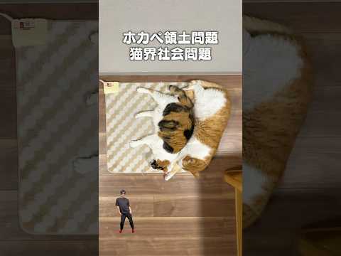 「ホカペ領土問題」猫あるある|フルはApple Musicほか音楽アプリへ サムネイル