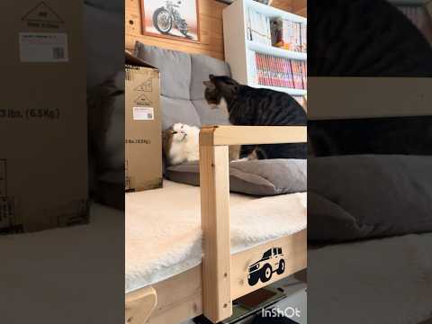 ドンマイ、秀吉 サムネイル