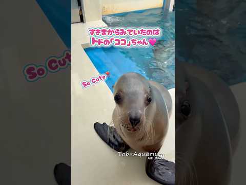 《鳥羽水族館》誰かが見ている、、、😨🌀 鳥羽水族館 tobaaquarium animals トド stellerse… サムネイル