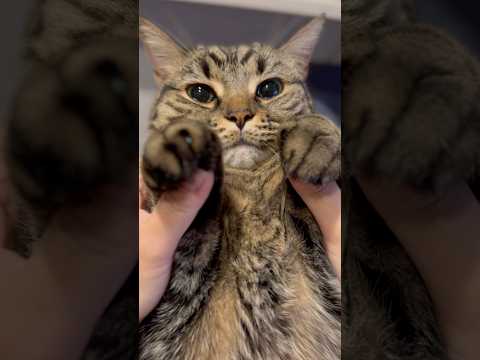 子猫の頃から独特な鳴き方がかわいすぎる...!! cat 猫 サムネイル