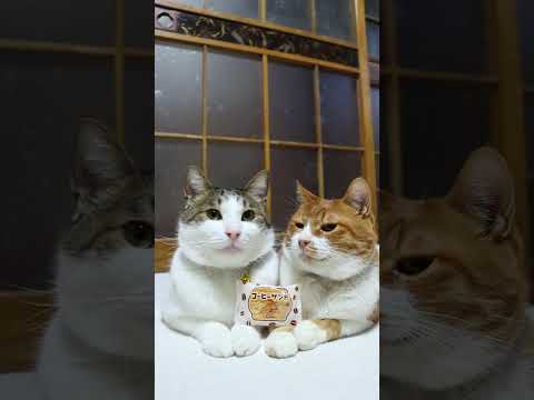 コーヒーサンド　260204　のせ猫　 cat cute ねこ　 猫のいる暮らし　 ネコ　 猫のいる生活　 cutec… サムネイル