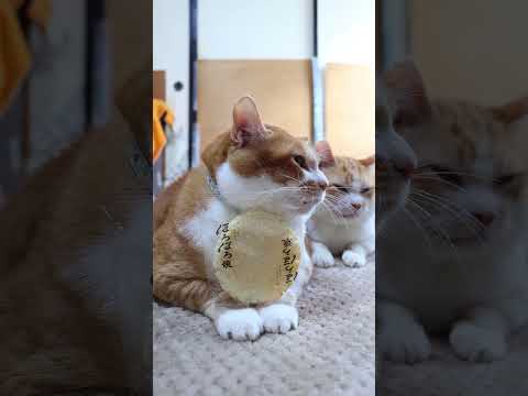 ほろほろ焼　260211　のせ猫　 cat cute kitten　 ねこ 猫のいる暮らし cutecat　 ネコ… サムネイル