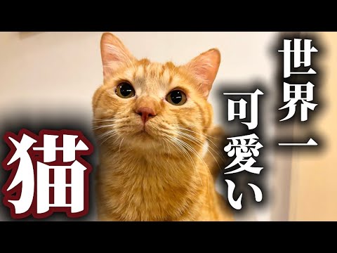 世界一可愛いと言われた猫の1日が想像以上に可愛すぎた サムネイル