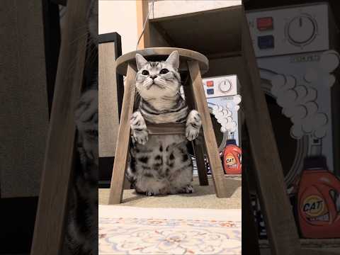 アメショーのラッテ アメショ アメリカンショートヘア 猫と暮らす家猫との暮らし猫 サムネイル