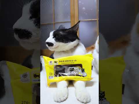 クロネコのオムレット　260222　ねこ　のせ猫 cat cute kitty　 kitten cutecat ねこ… サムネイル