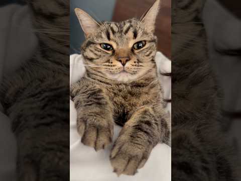 【天使】可愛すぎるぷりぷりプリンセス!! cat 猫