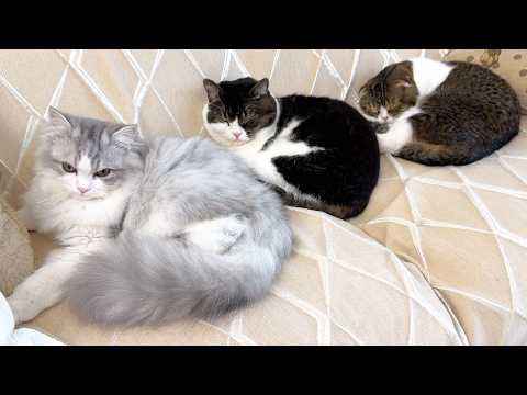 すっかり本当の親子みたいになった子猫と親子猫w サムネイル