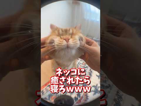 ネッコの動画で癒されたら寝ろｗｗｗ　2ch  動物  猫 癒やし ねこ動画 サムネイル