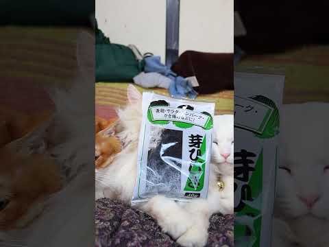 芽ひじき　260523　 cat のせ猫 kitty　 芽ひじき もふもふ cute　 長毛種 kitten ネコト… サムネイル