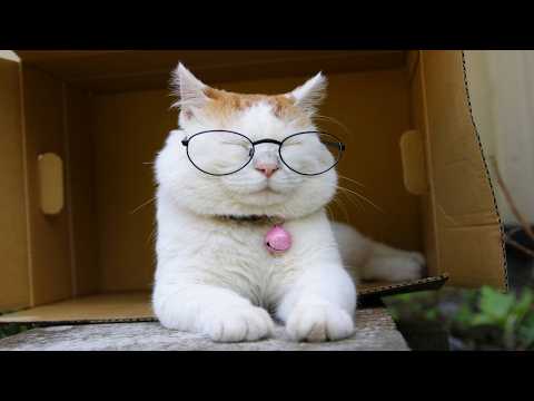 かご猫LIVE配信　2026年8月8日 サムネイル