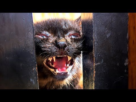 保護した子猫の自己主張が強くなってきました