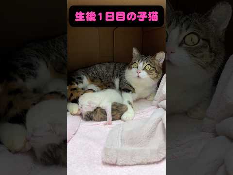 生後1日目の赤ちゃん猫👶 サムネイル