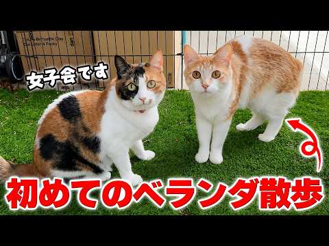 先輩猫たちにエスコートしてもらって子猫たちが初めてのベランダ散歩に出かけました…！！ サムネイル