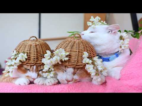 ニセアカシアの花　のせ猫　260621
