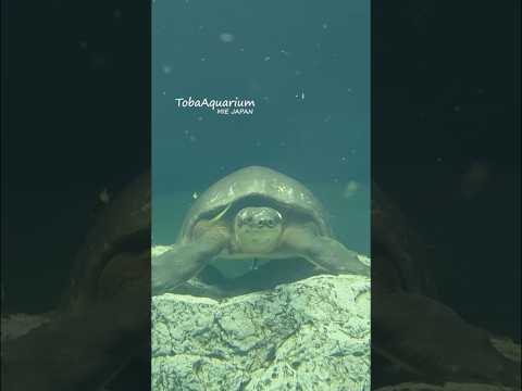 《鳥羽水族館》ぼーーーーーーーーーーっ😑　鳥羽水族館 tobaaquarium スッポンモドキ turtle anim… サムネイル