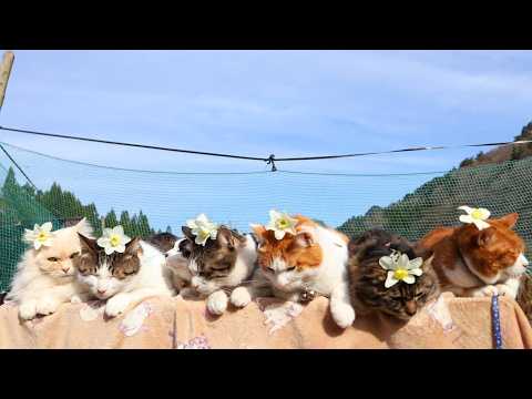 しろすいせん　のせ猫　260513 サムネイル