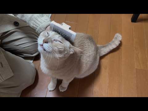 お母さん、猫に叩かれ怒られる サムネイル