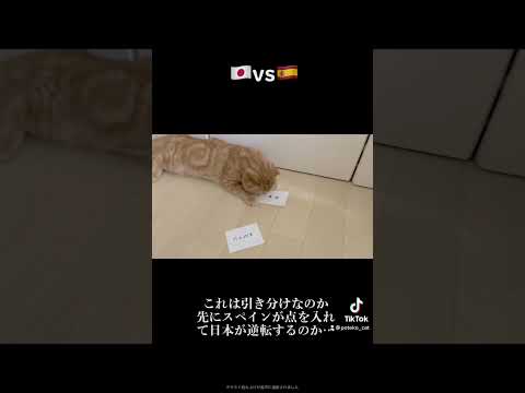 ワールドカップの勝敗予想を愛猫に頼んでみた結果…
