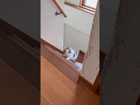 ひょっこり豆大福 サムネイル
