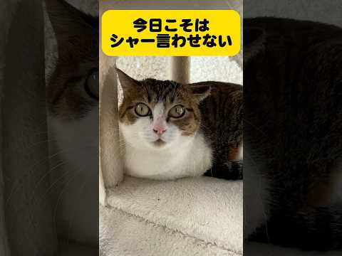 今日こそはシャーと言わせないチャレンジ サムネイル