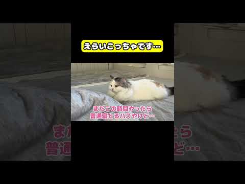 えらいこっちゃです…猫 おもしろ アテレコ ニャンチューバーつくし サムネイル