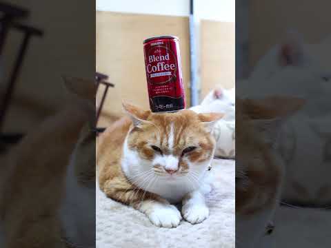 サンガリア ブレンドコーヒー　260225　のせ猫　 cat cute ねこ　 猫のいる暮らし ネコ kitten… サムネイル